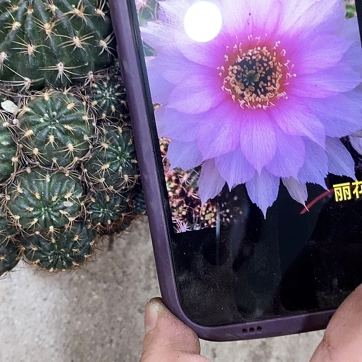 紫微丽花仙人球。247999