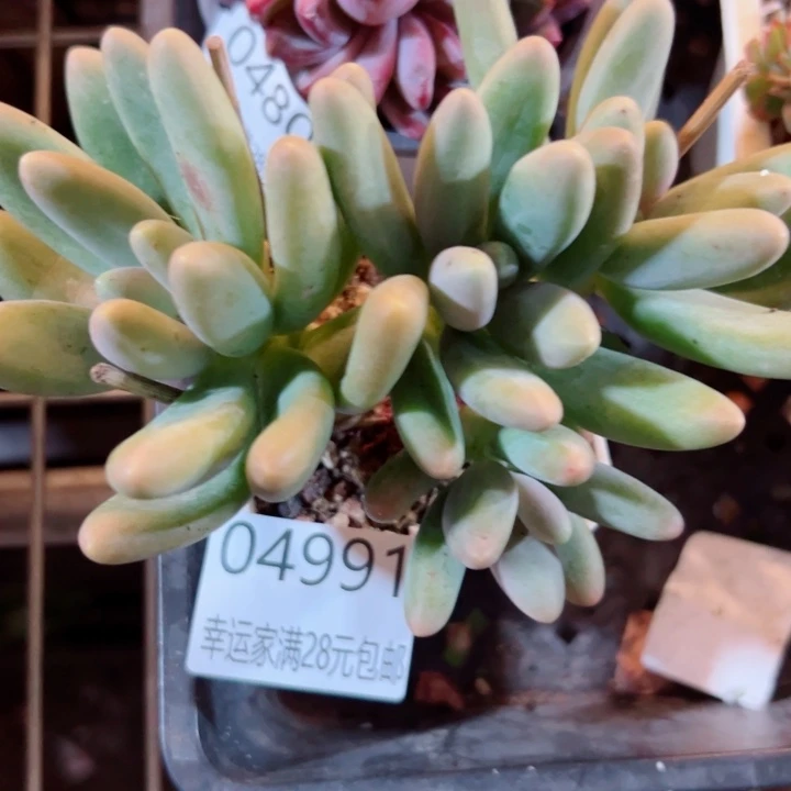 幸运的是我还没遇到你的