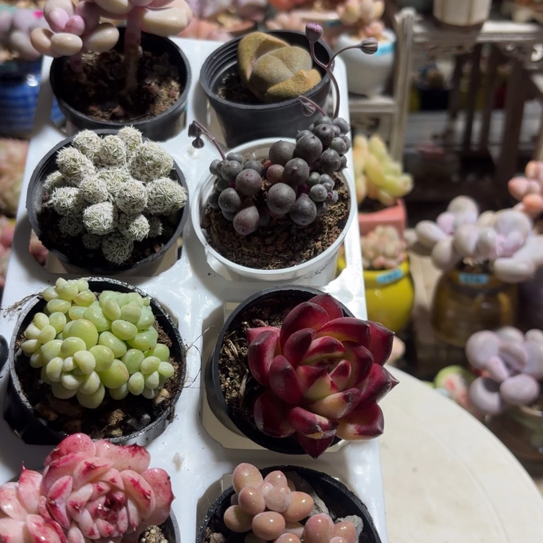 框拍一物一拍编号010