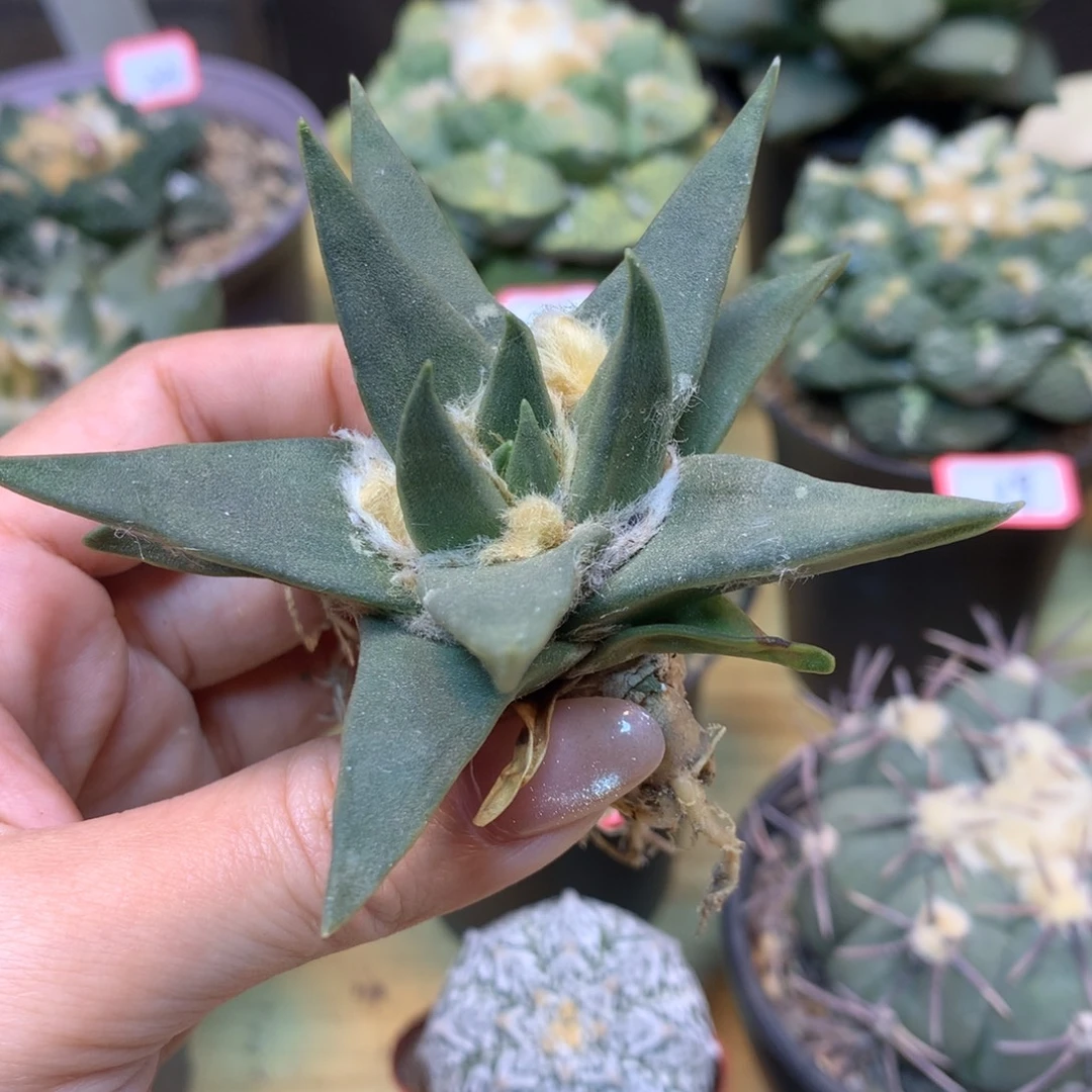 32号 实生 老桩 龙牙岩牡丹8.5