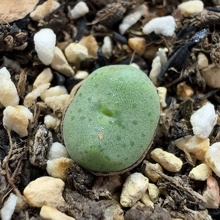 老马生石花绿豆糕2719
