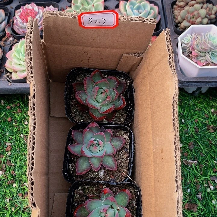 A327惊鸿仙子多肉