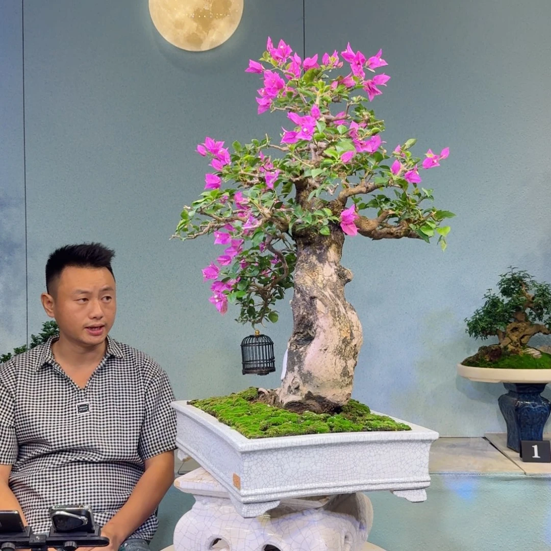 赏***哥无花朵小叶紫三角梅