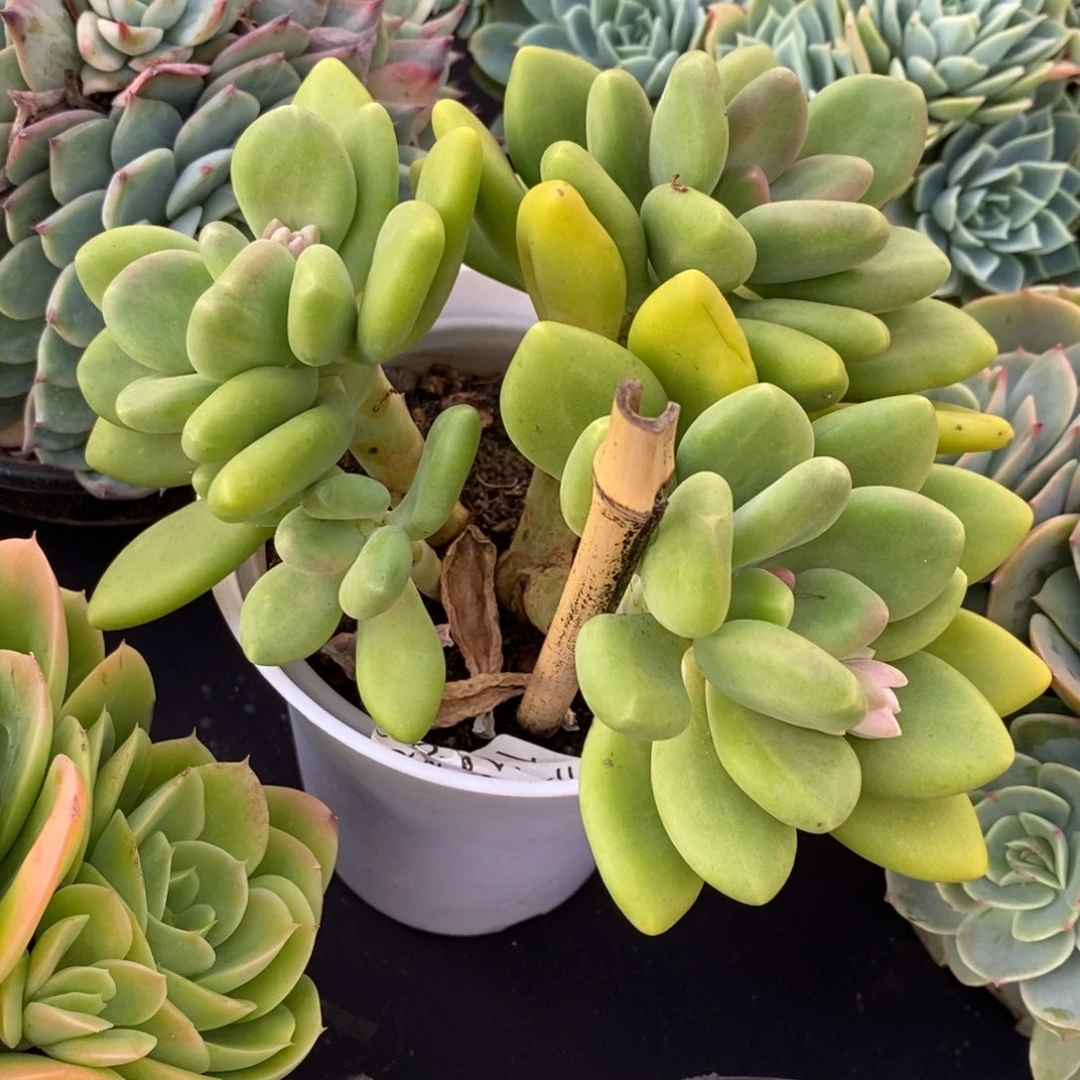 两单包邮1115-芒果奶