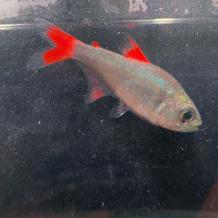 灯科鱼左下缸7号 五红灰太狼 2.5cm左右 一条