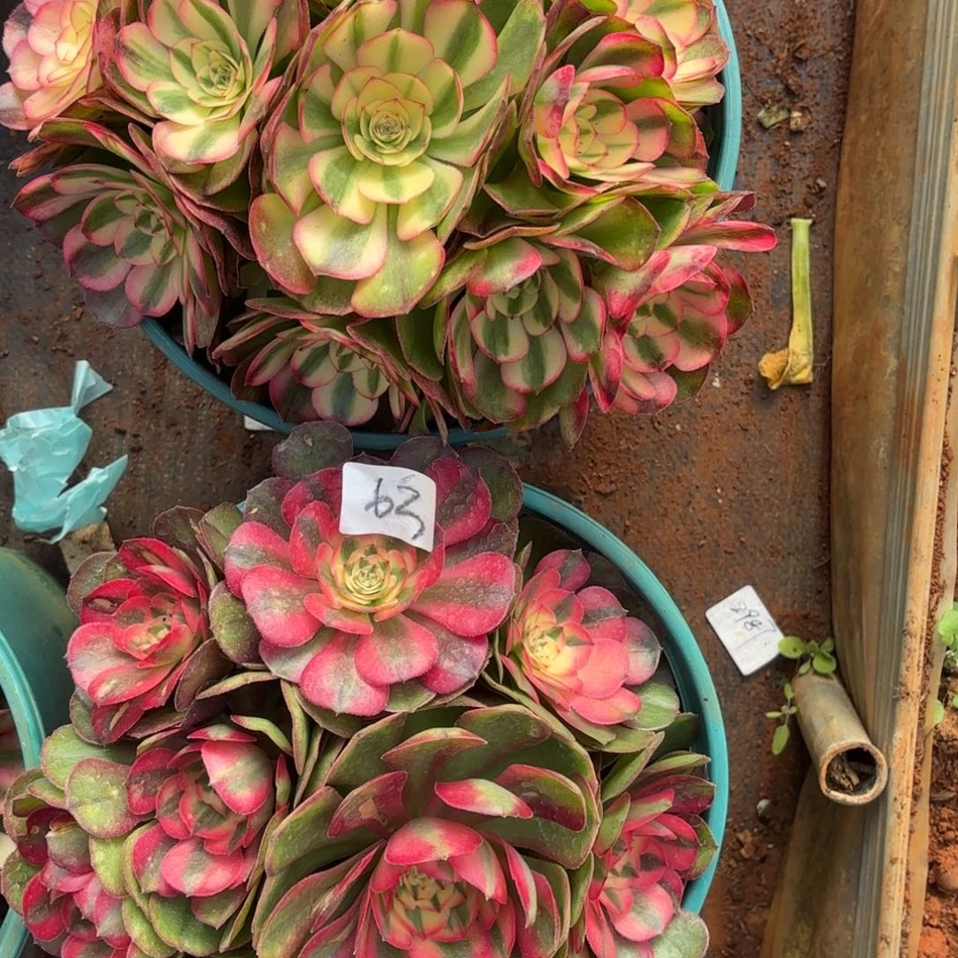 云南多肉植物组拍