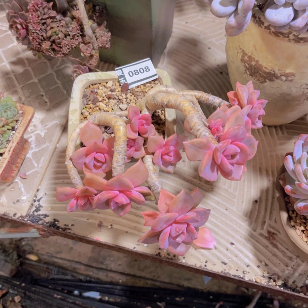 彩虹糖多肉植物0808