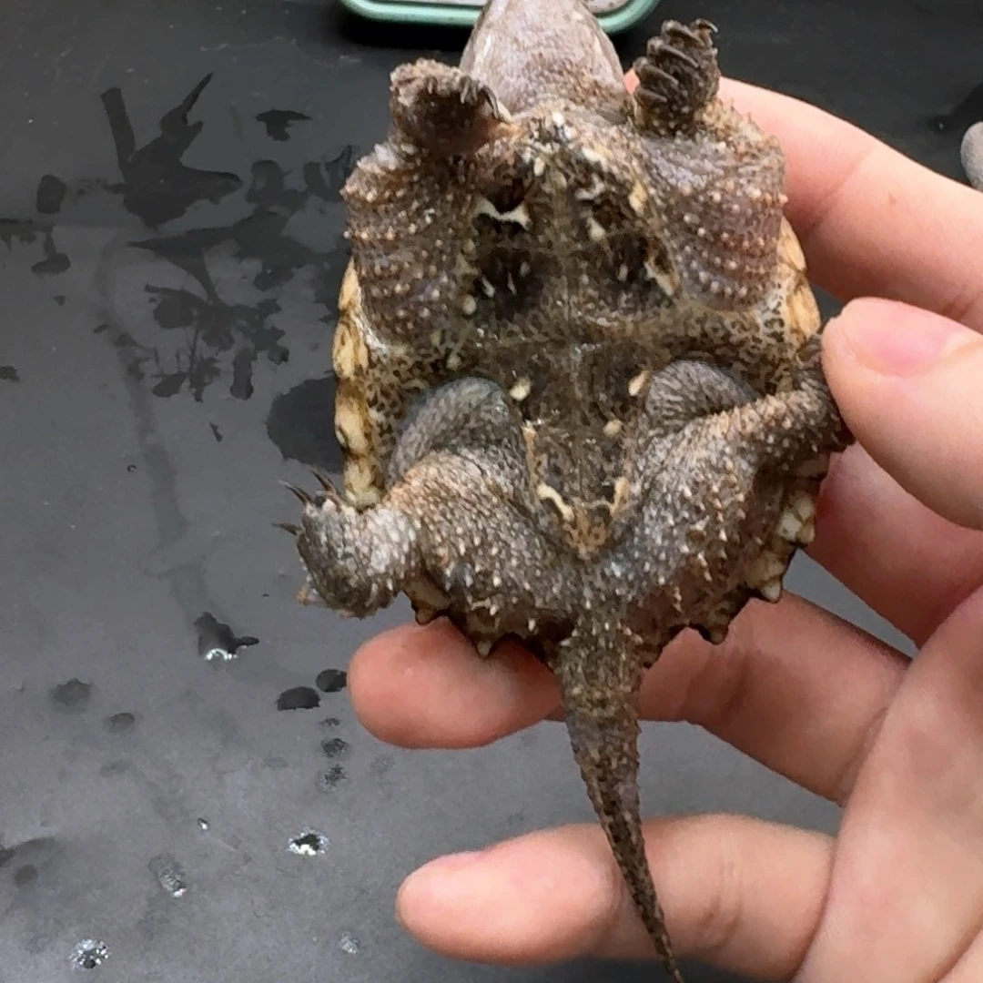 宠物龟不分公母111