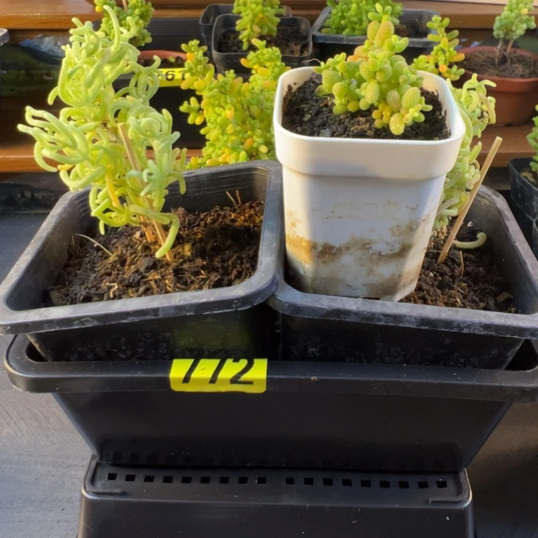 枝干番杏多肉植物772
