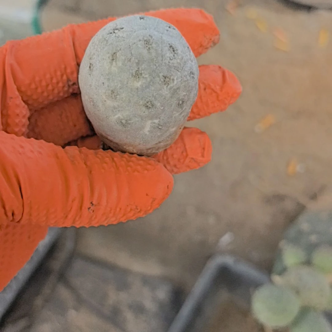 娟***习志野仙人球直播