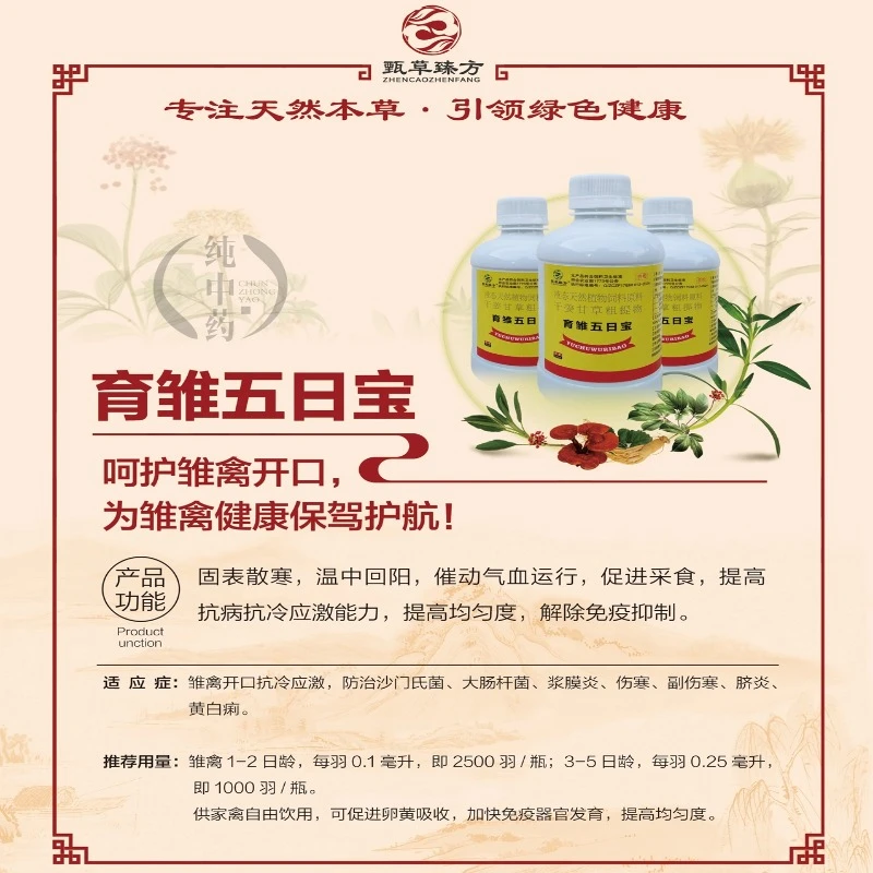 养鸡开口用育雏五日宝