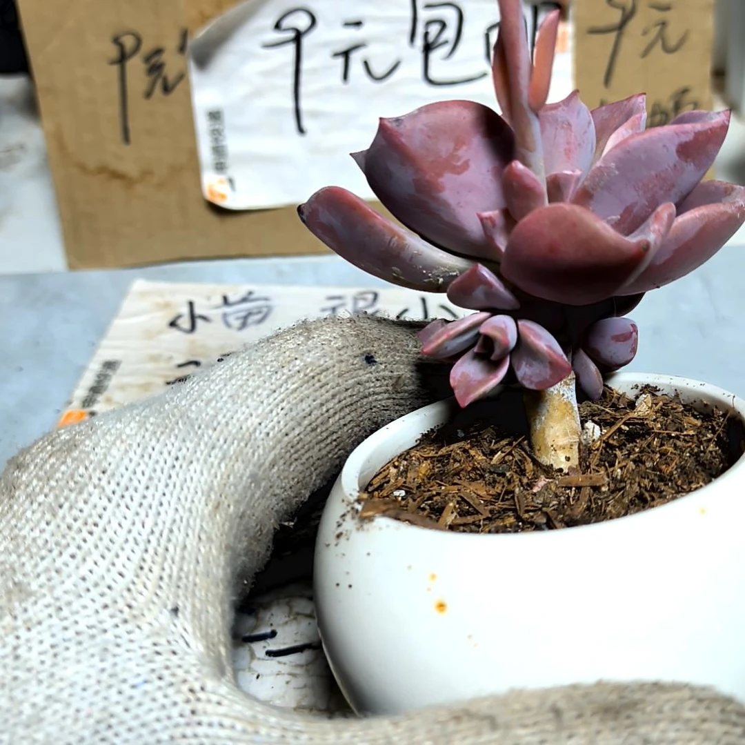 满9元包邮，大颗初恋