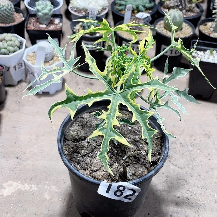 182蓝枫麻风树块根