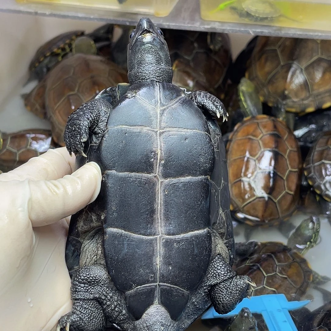 x***8母中华草龟111111