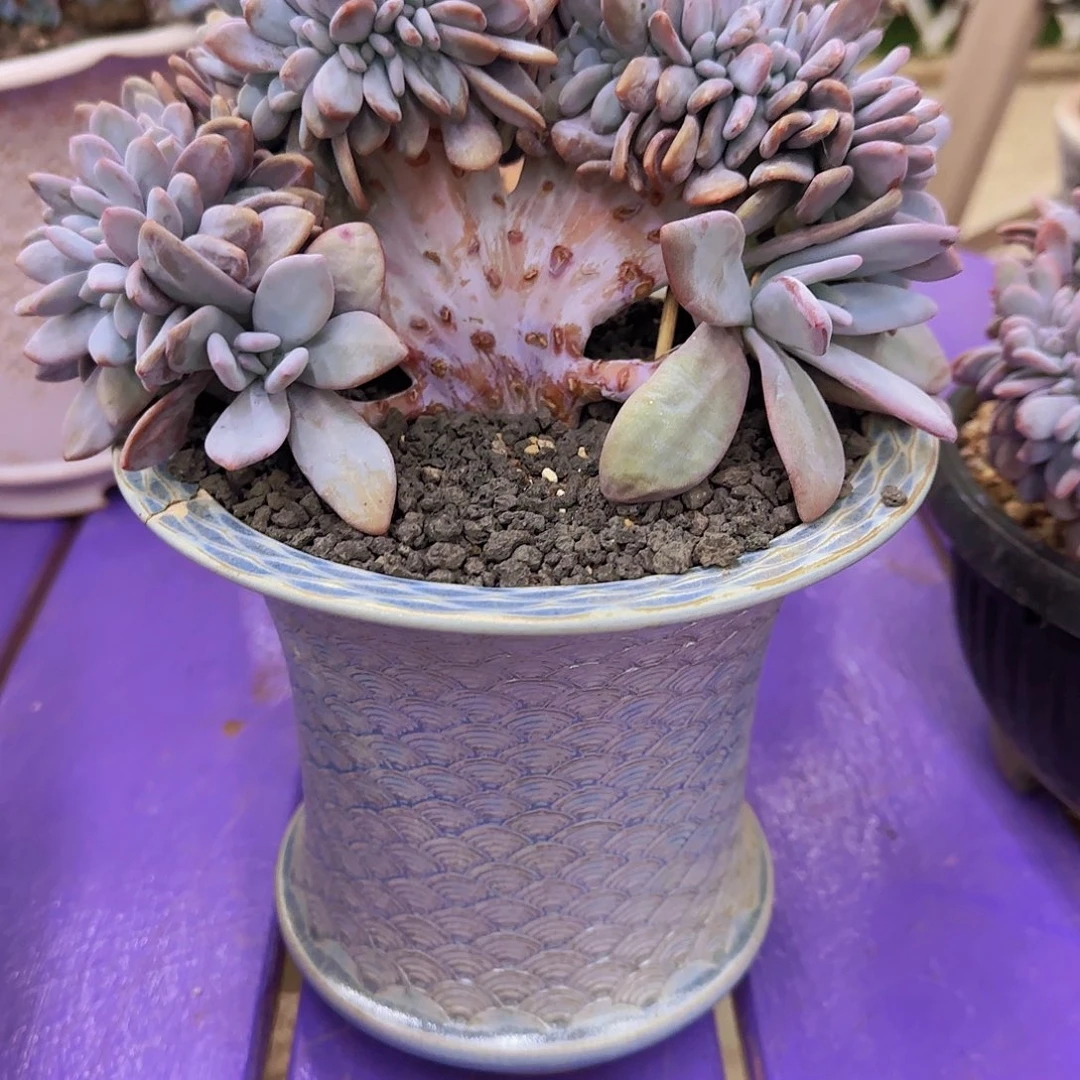 咸***咸粉兔小树一物一拍