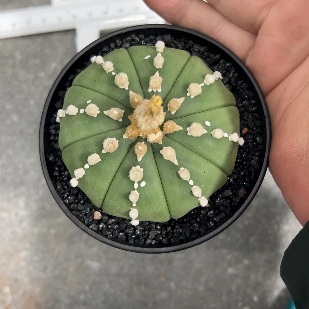 金***1琉璃兜6666668888888