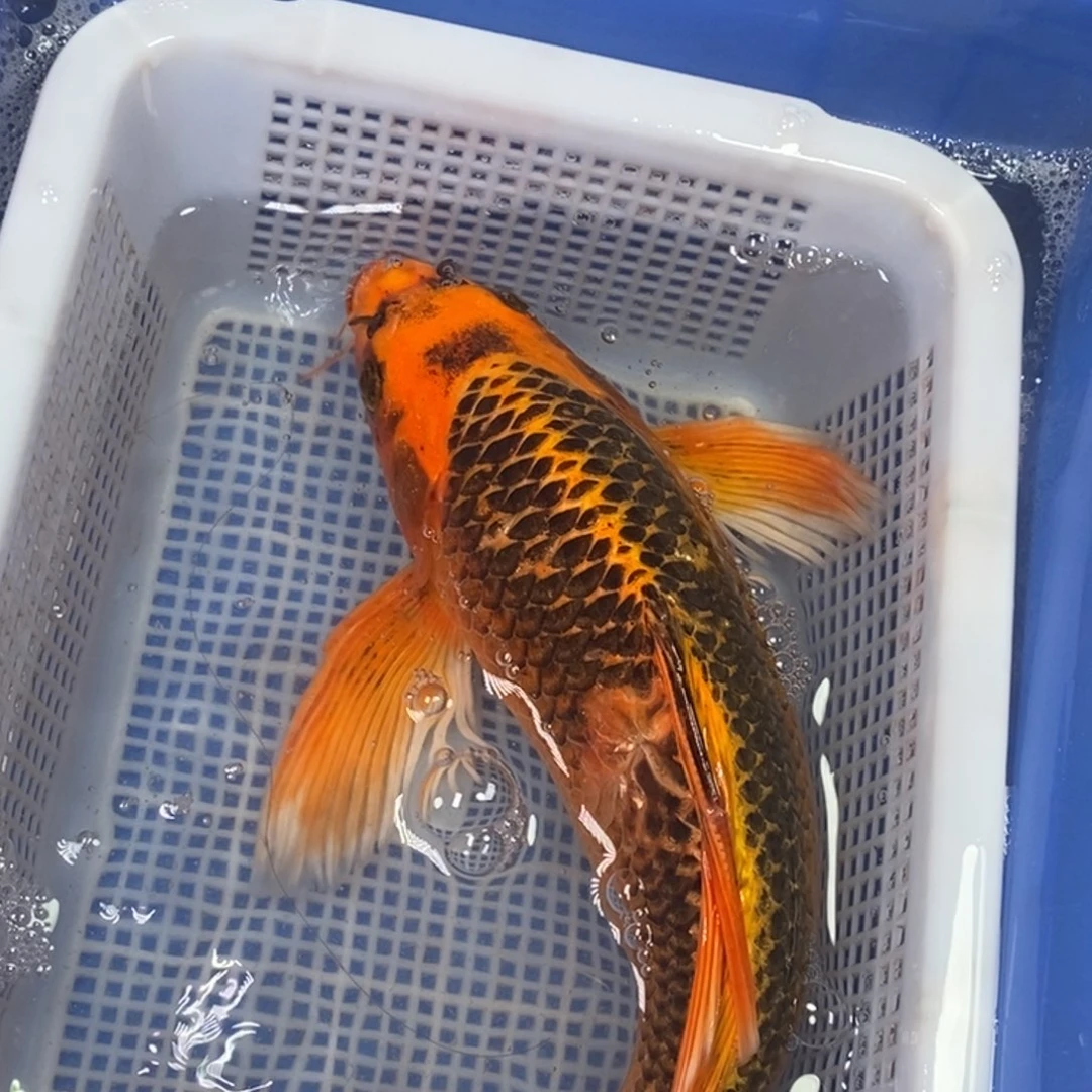 海水鱼冷水锦鲤包邮