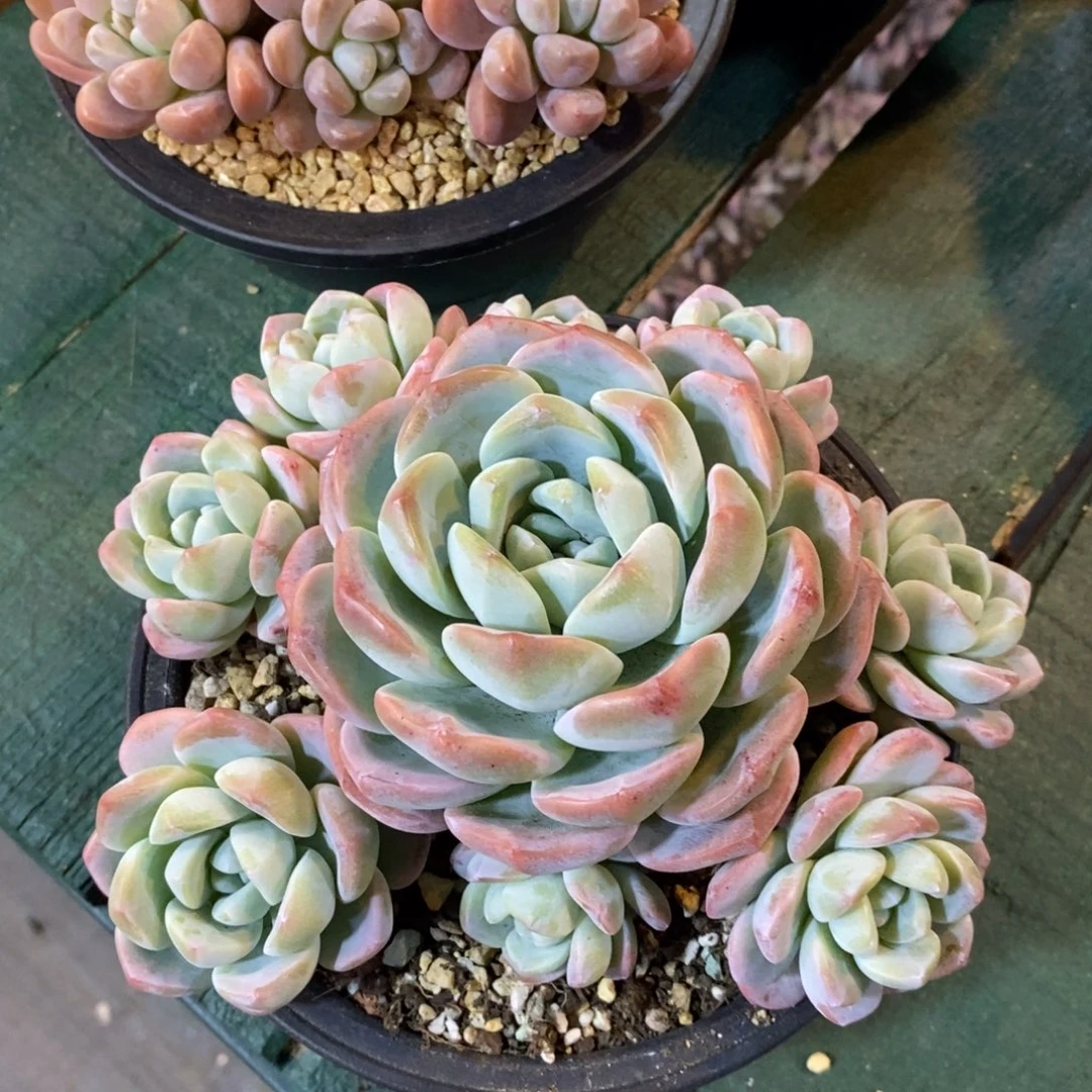 布*自然群冰玉，捧花，12345679