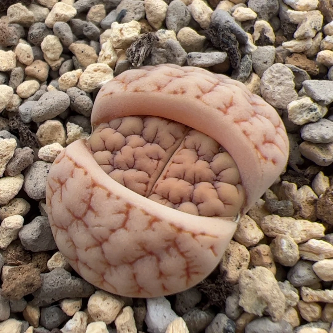 079号189 多肉植物