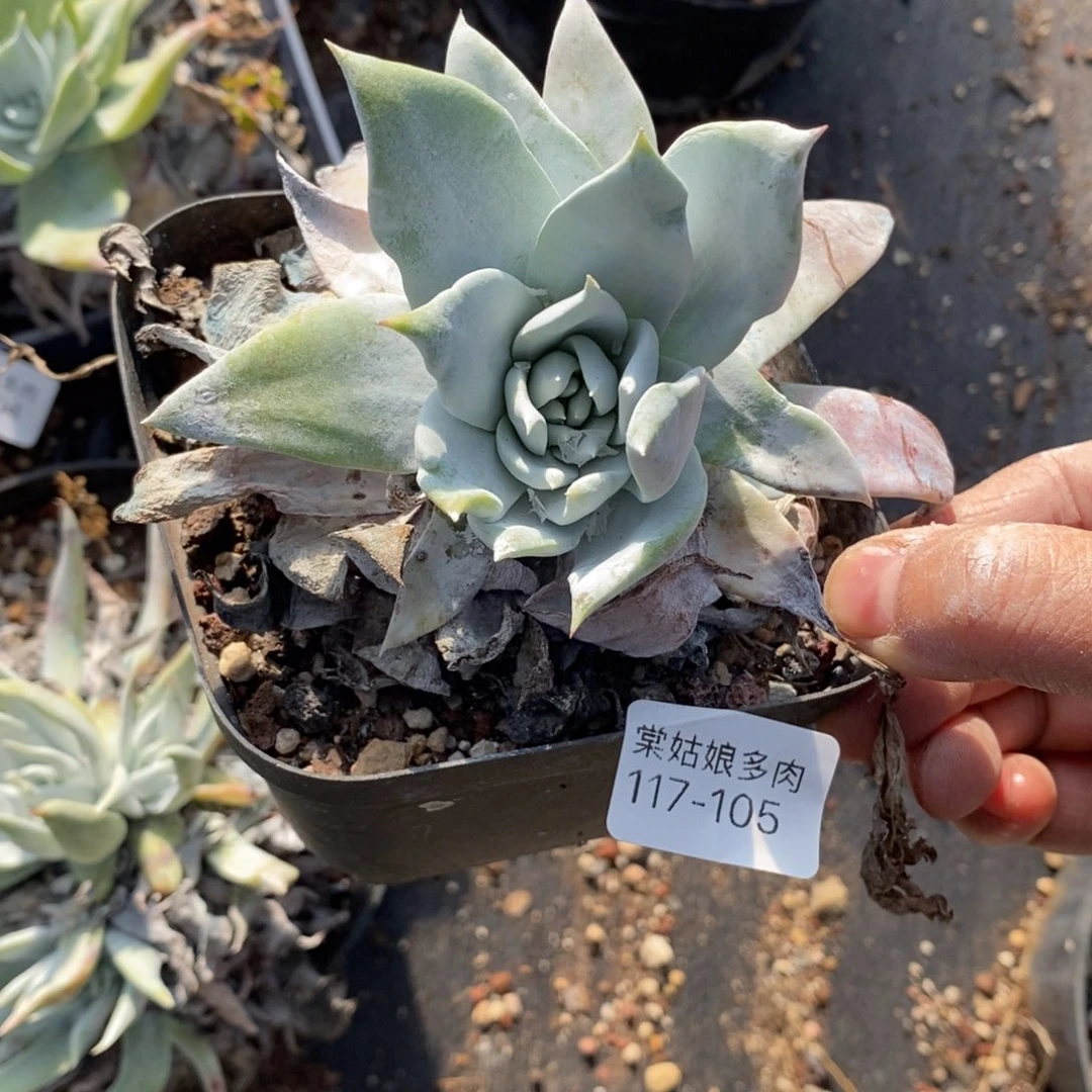 105号普西小可爱呀