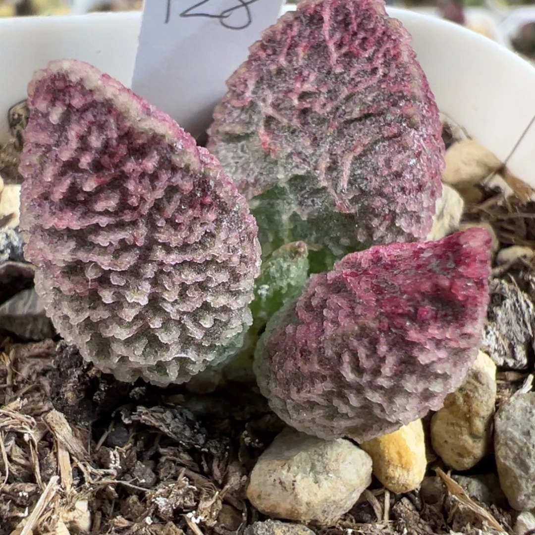 实生新品多肉植物水泡多肉植物
