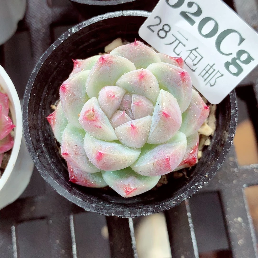 5厘米盆精控多肉020