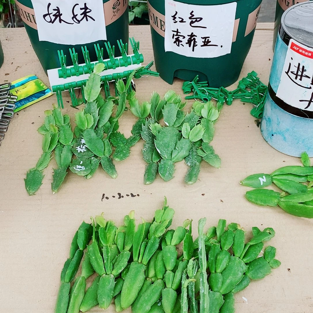 安***沐无花朵叶片福利一物一，拍
