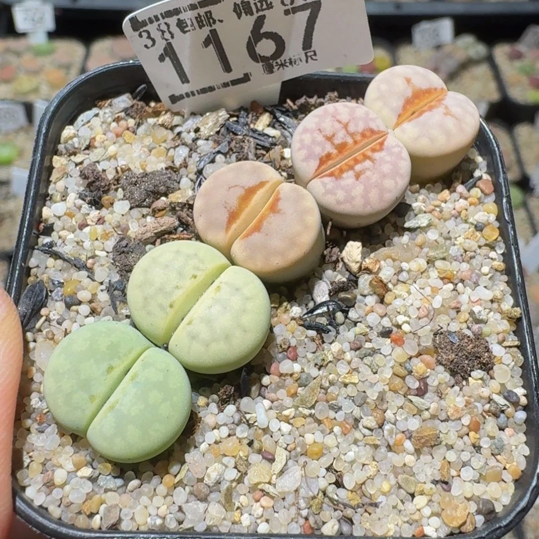 Ssss精品生石花1167