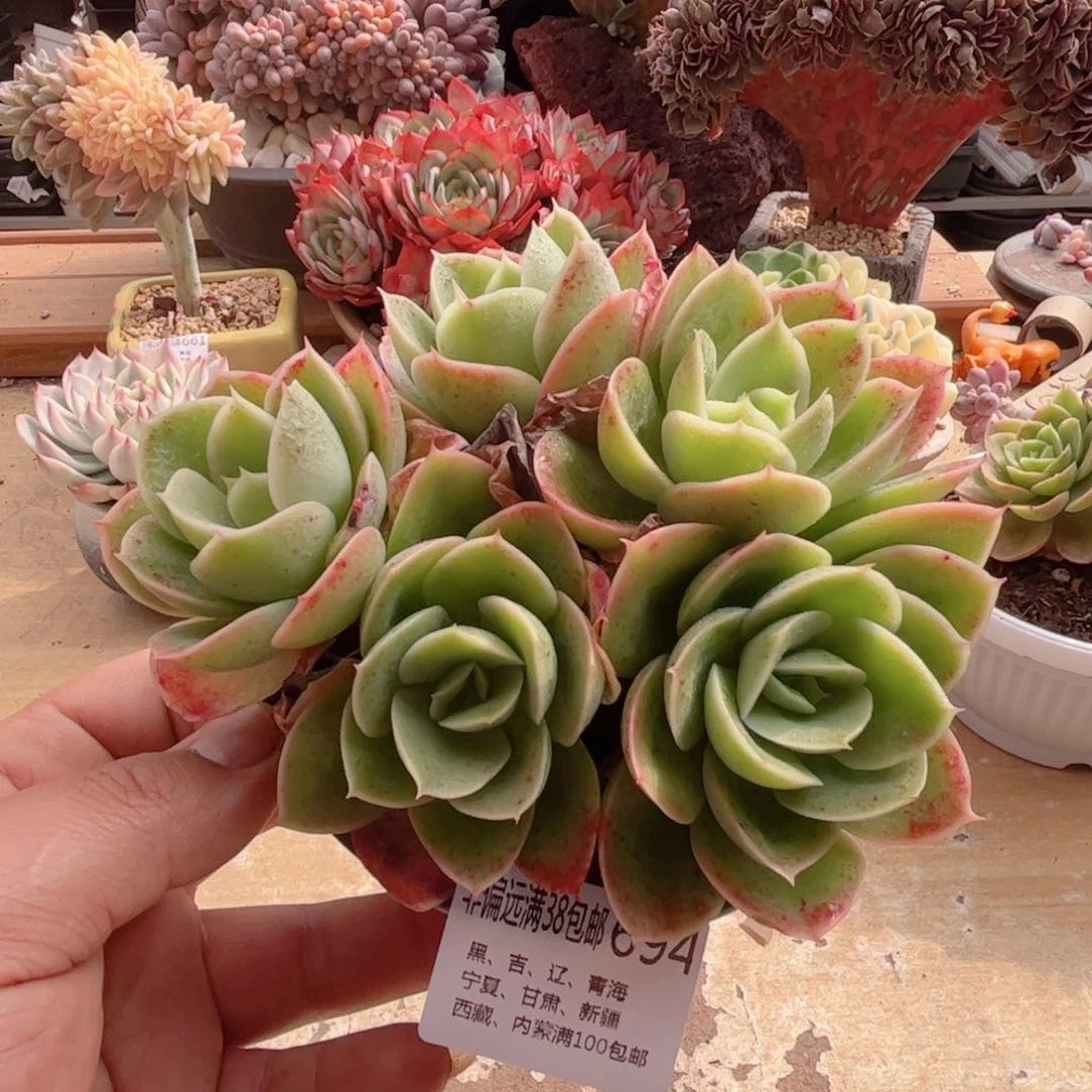 694星娜塔德华多肉