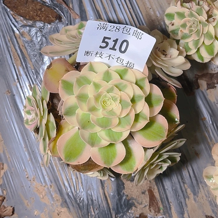 510倾城多肉植物保护