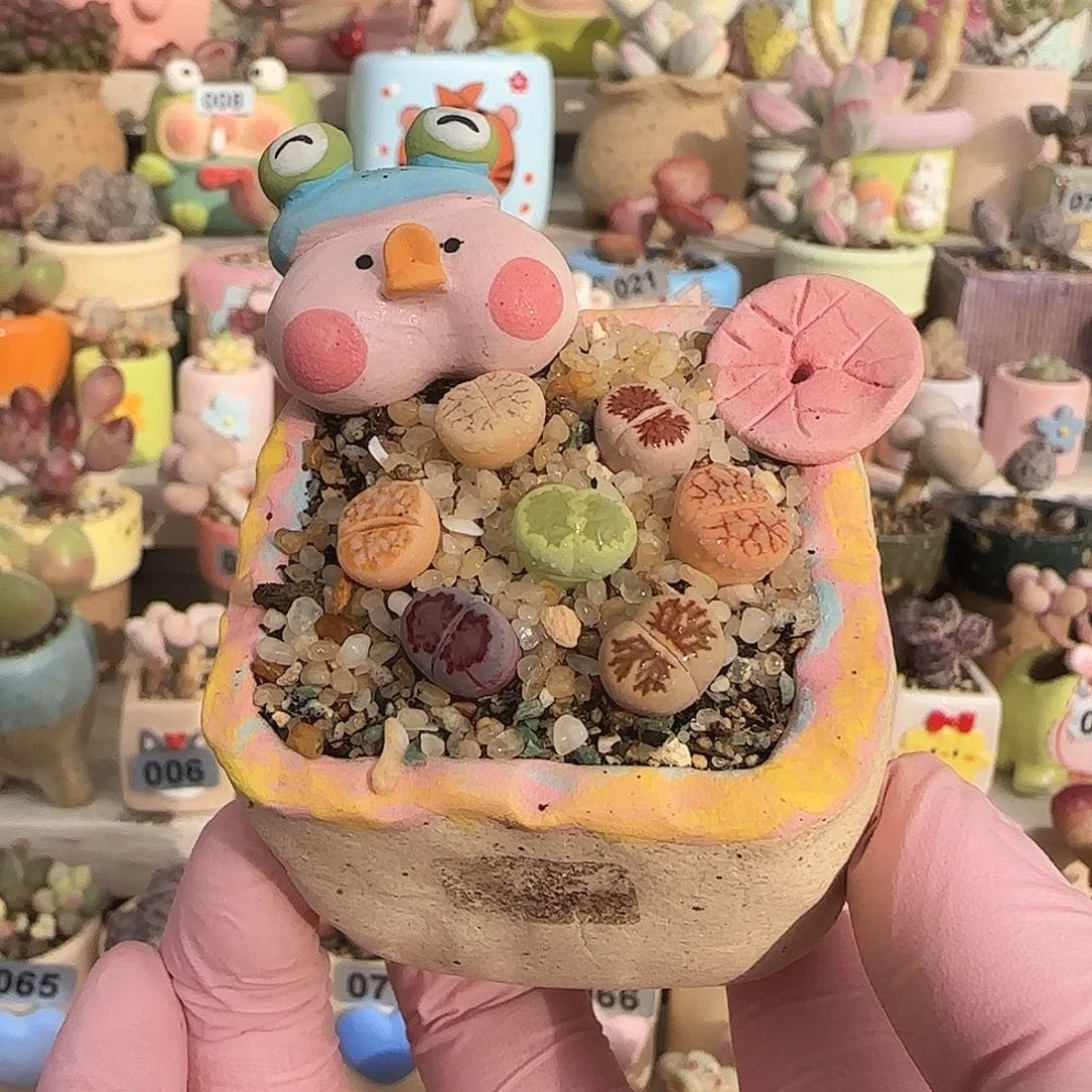 彩色生石花拼盆组合 不含盆