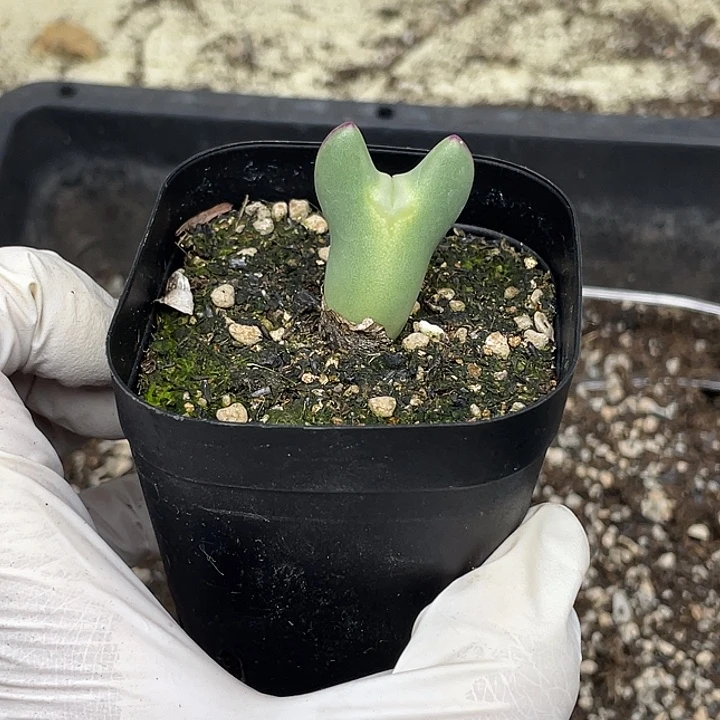 530记录截图呜呜呜呜