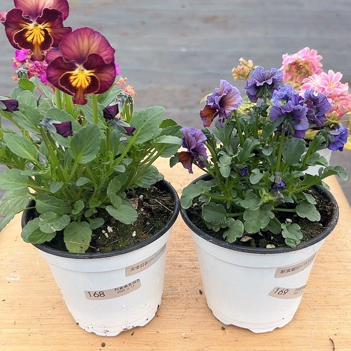 水晶抖音直播闪拍168/169