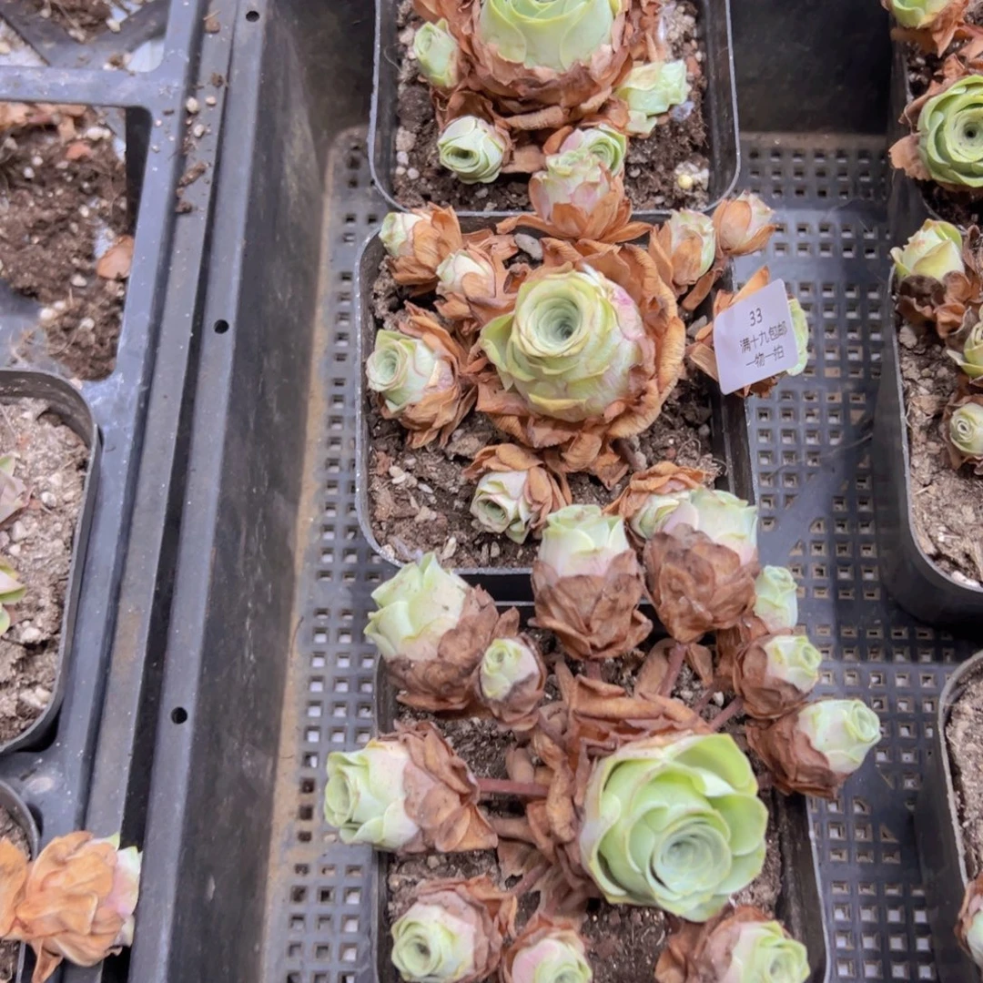 33 侧牙掉了不包损无售后