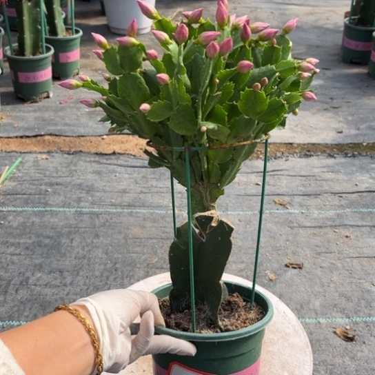 柴***奶060蟹爪兰福利苗2791