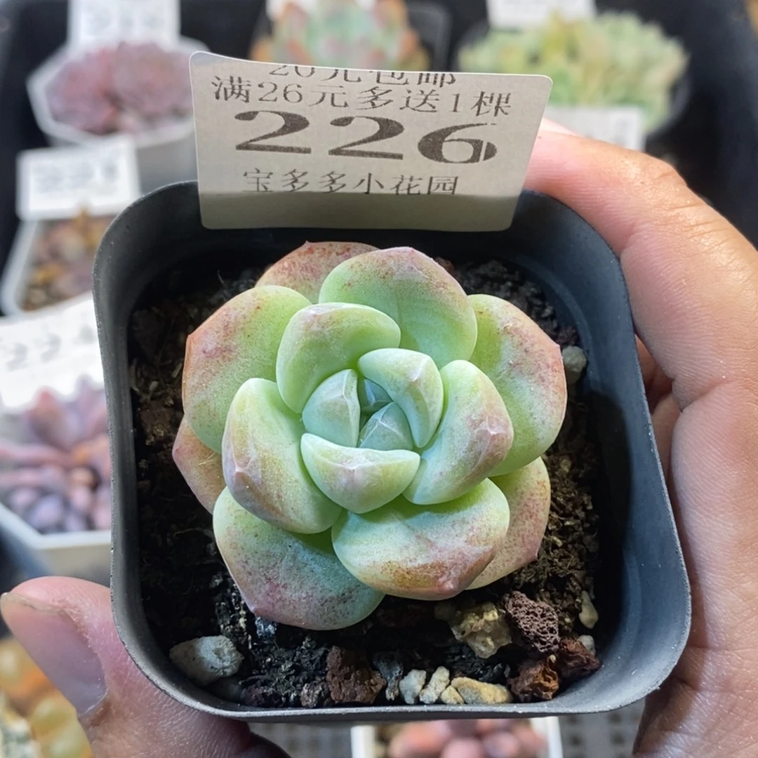 冰玉一物一拍满20元包邮满26送一颗