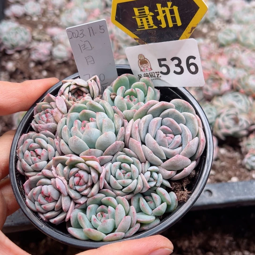 多肉植物多肉植物
