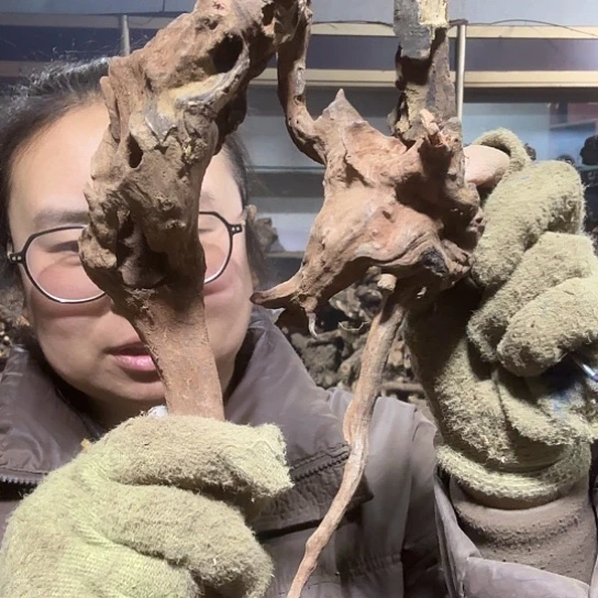 香榧木一**氷火琉璃的毛料摆件