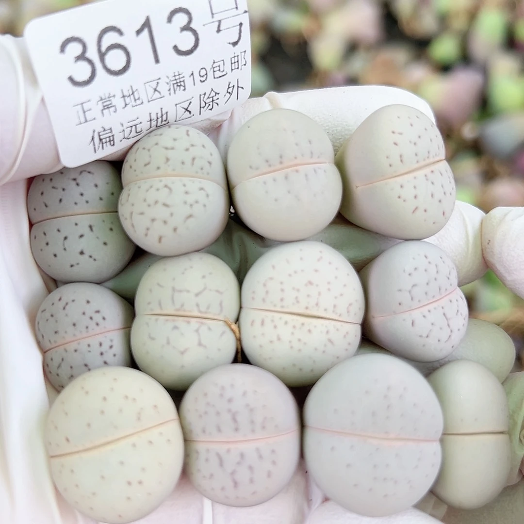 3613 好养易活生石花大母本