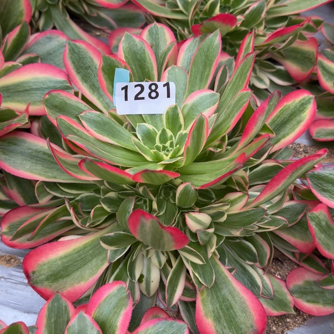 1281妖月。多肉植物