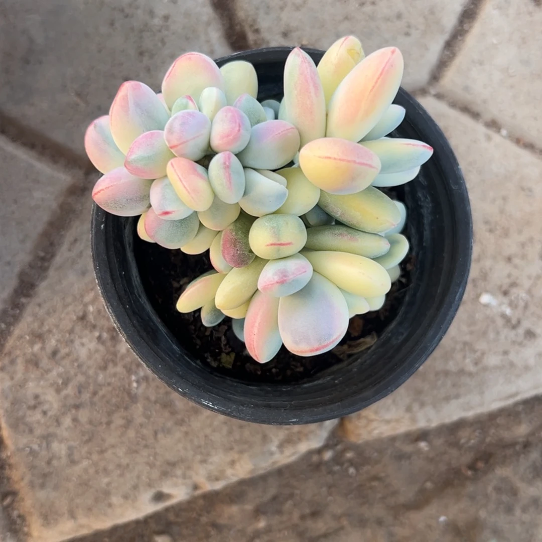 C****ｉ多肉乒乓福娘锦2295号