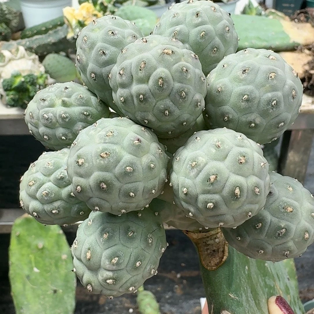 【闪购商品】无花朵新品白皮凸绒毛毛群头
