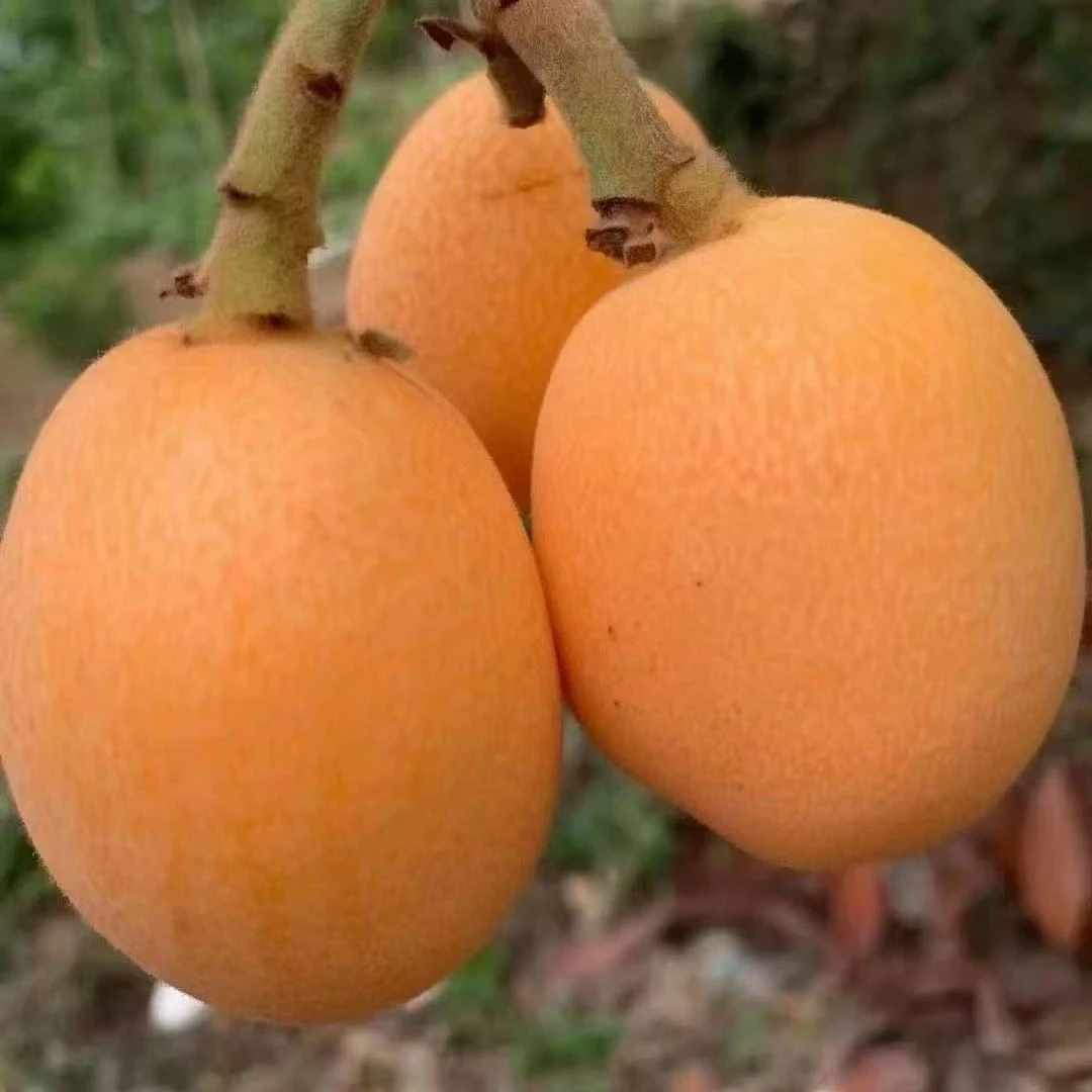 【顺丰包邮】高山露天精选枇杷孕妇水果89分甜1、2分果酸香甜美味