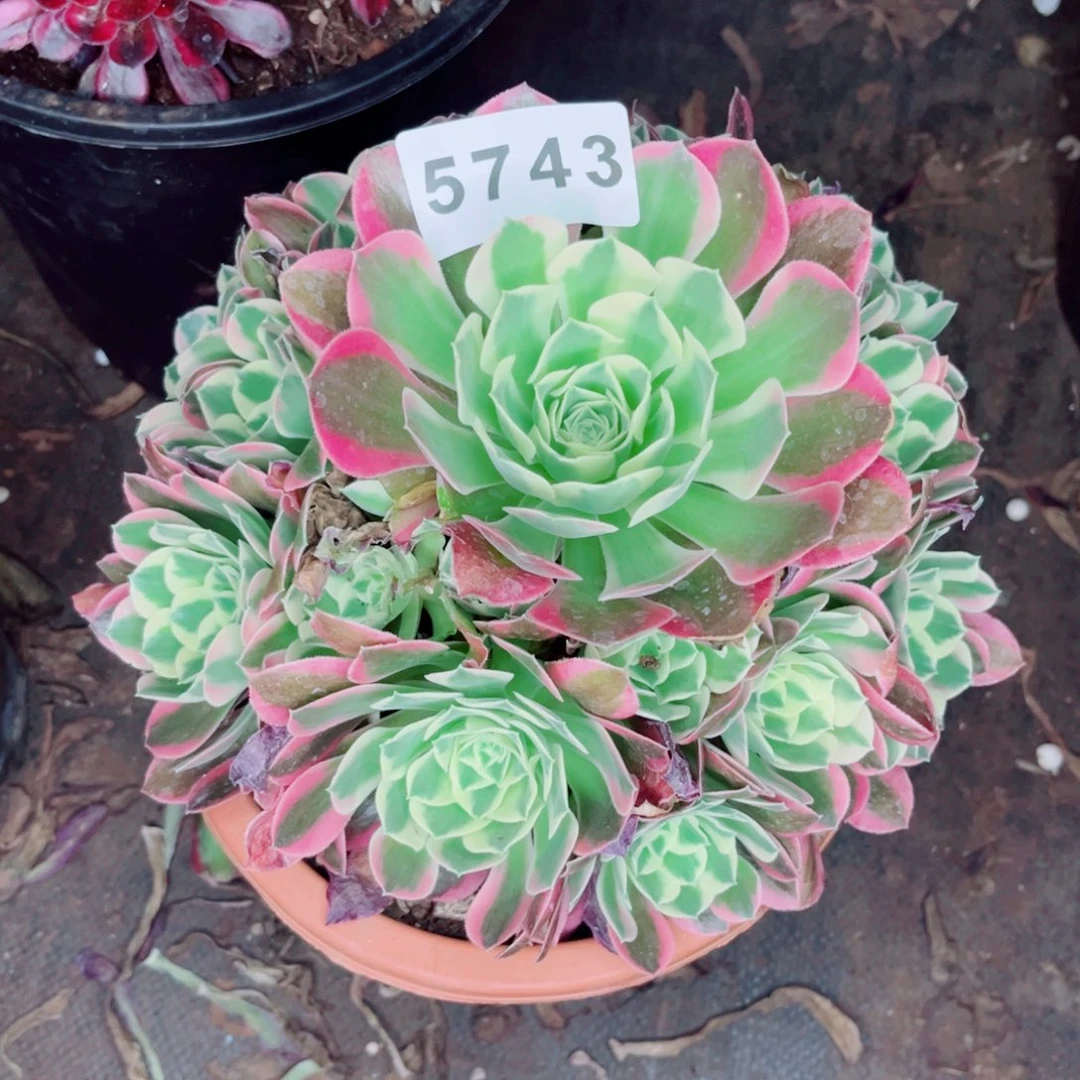 张*.白凤多肉发货发货