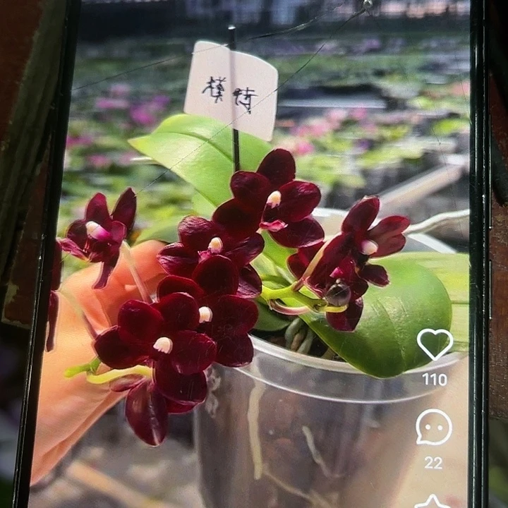 当前无花栽培后可以开花黑莓