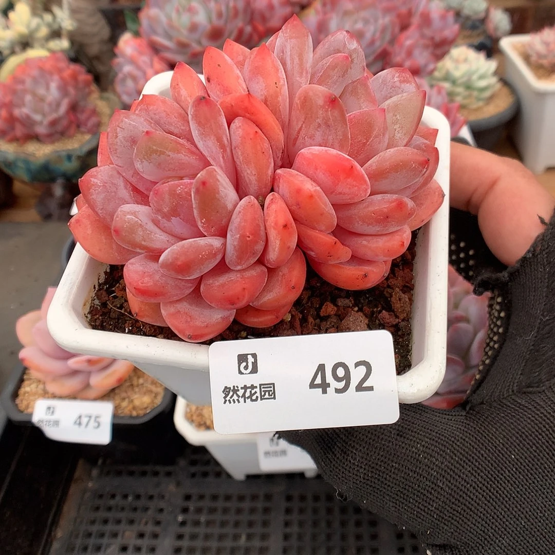 492雪天使多肉植物6666