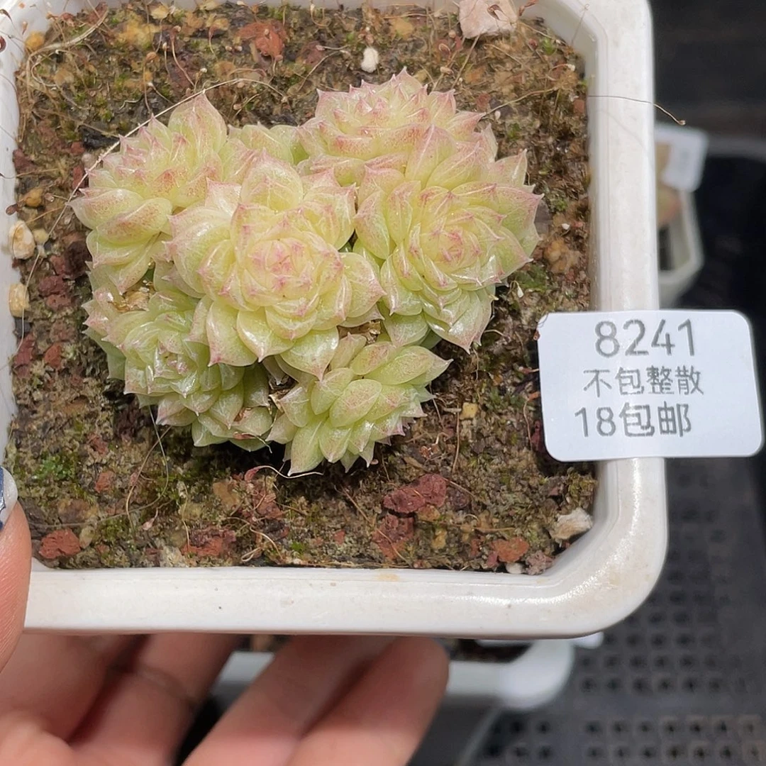 8241。 麦秆。不包整