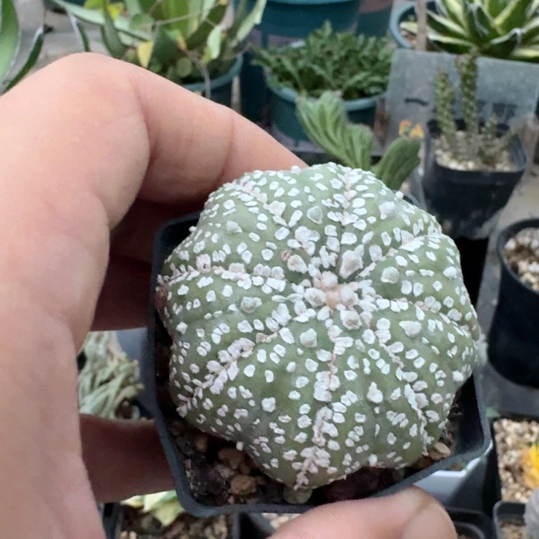 490海星兜带盆发货