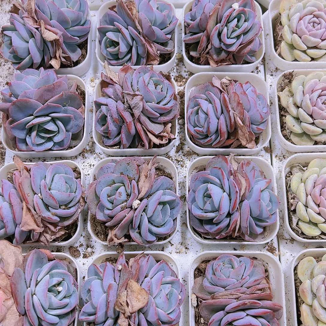 双头布鲁兰19包邮