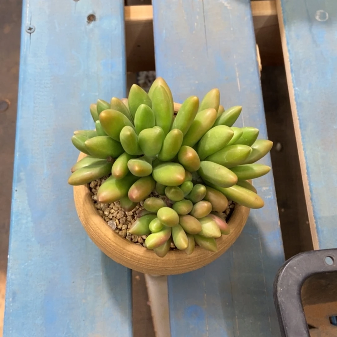 芒果奶一物一拍多肉